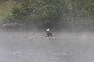 Eagle Eagle
